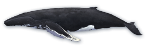 Whale PNG-19258